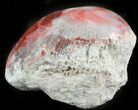 Pennsylvanian Aged Red Agatized Horn Coral - Utah #46752-1
